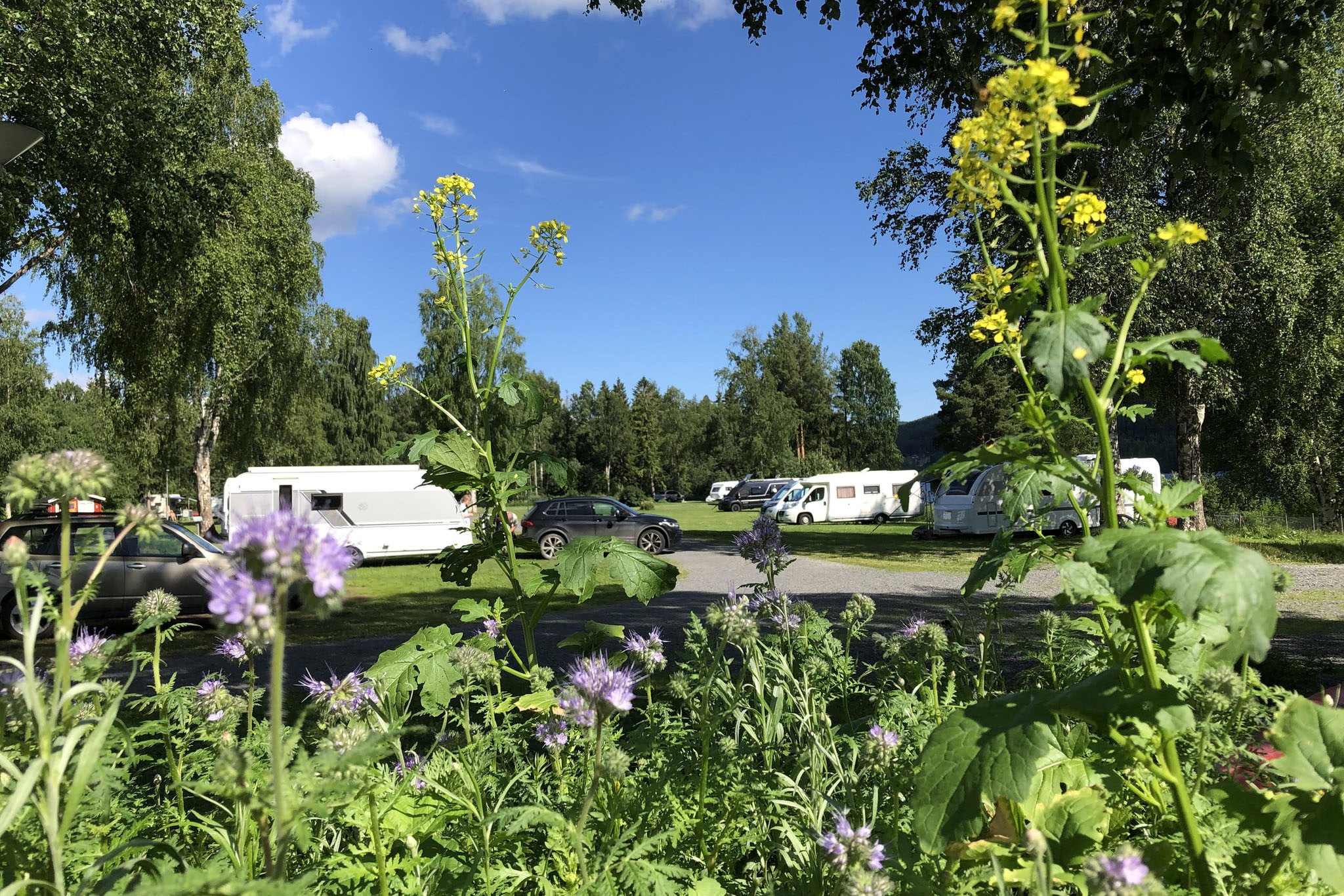 Vakantie naar Camping Hammarstrands Camping in Jämtland in Zweden